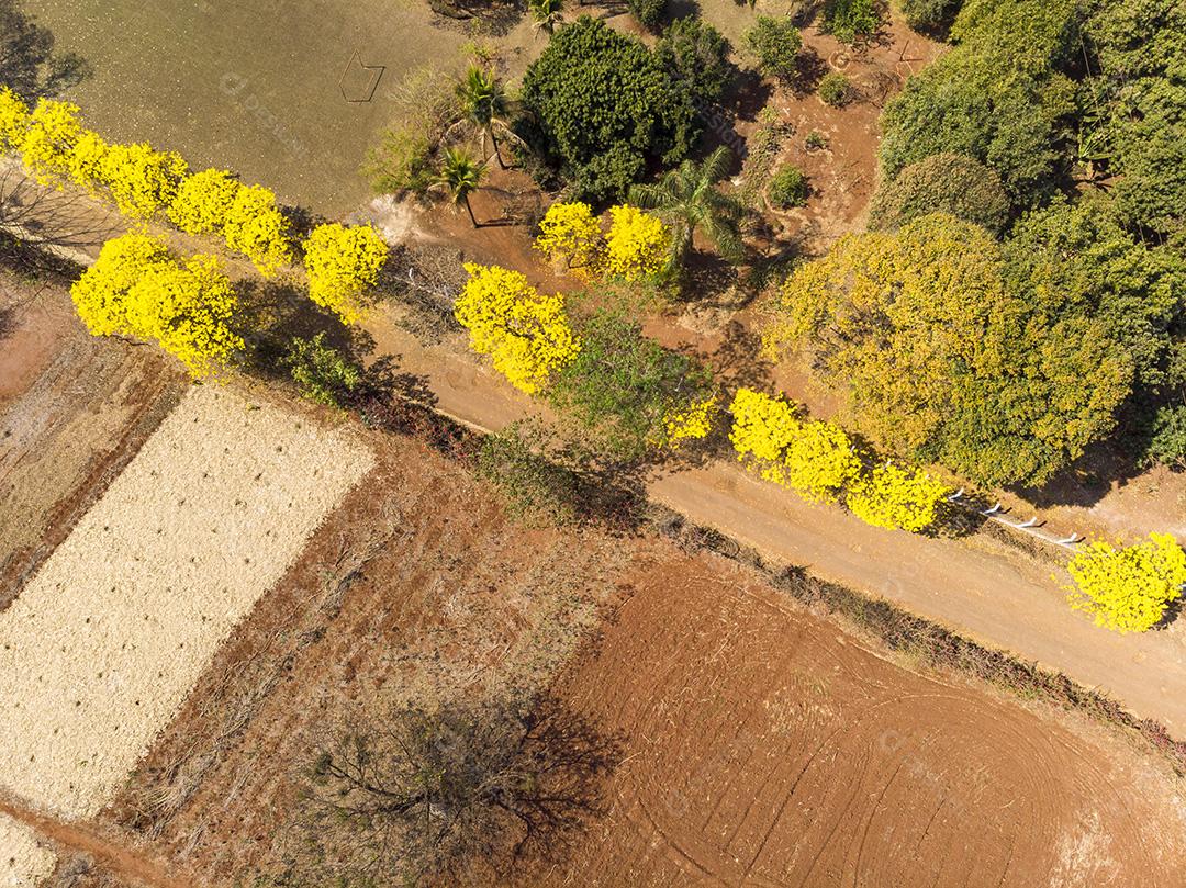 Árvore de Ipê amarelo em estrada