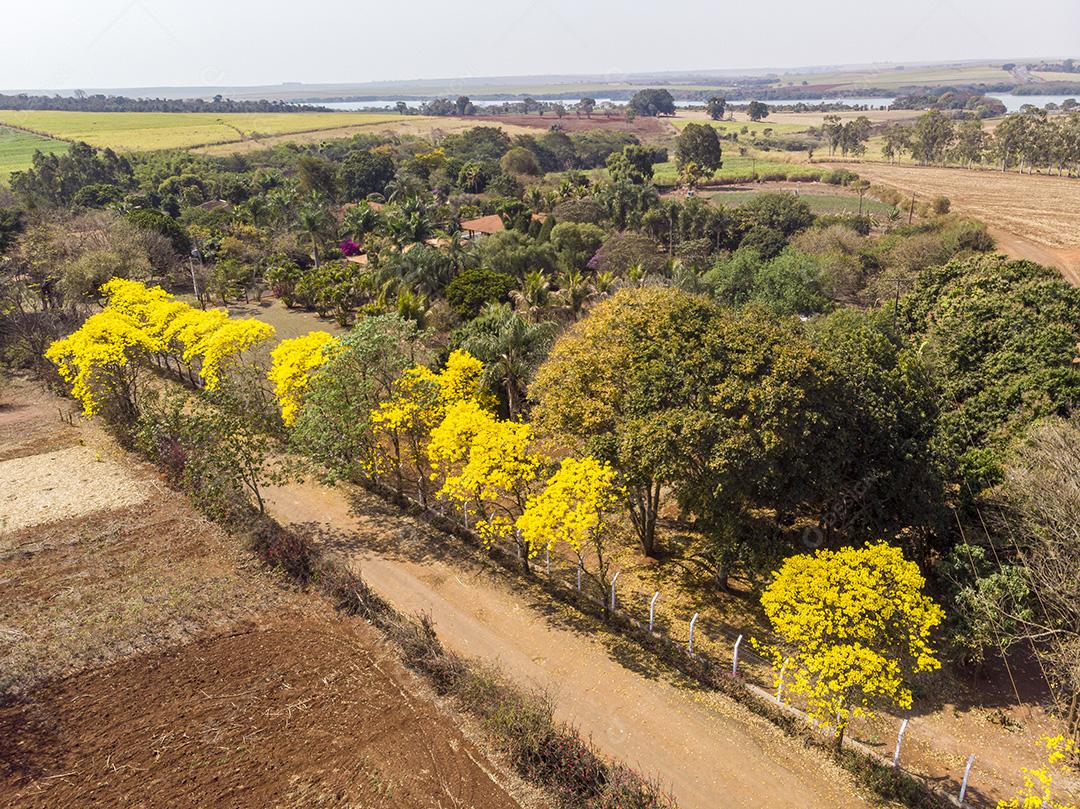 Árvore de Ipê amarelo em estrada