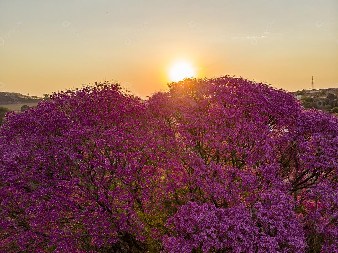 Árvore de Ipê roxo