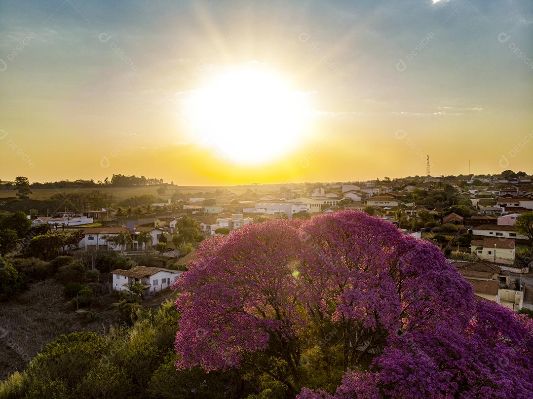 Árvore de Ipê roxo