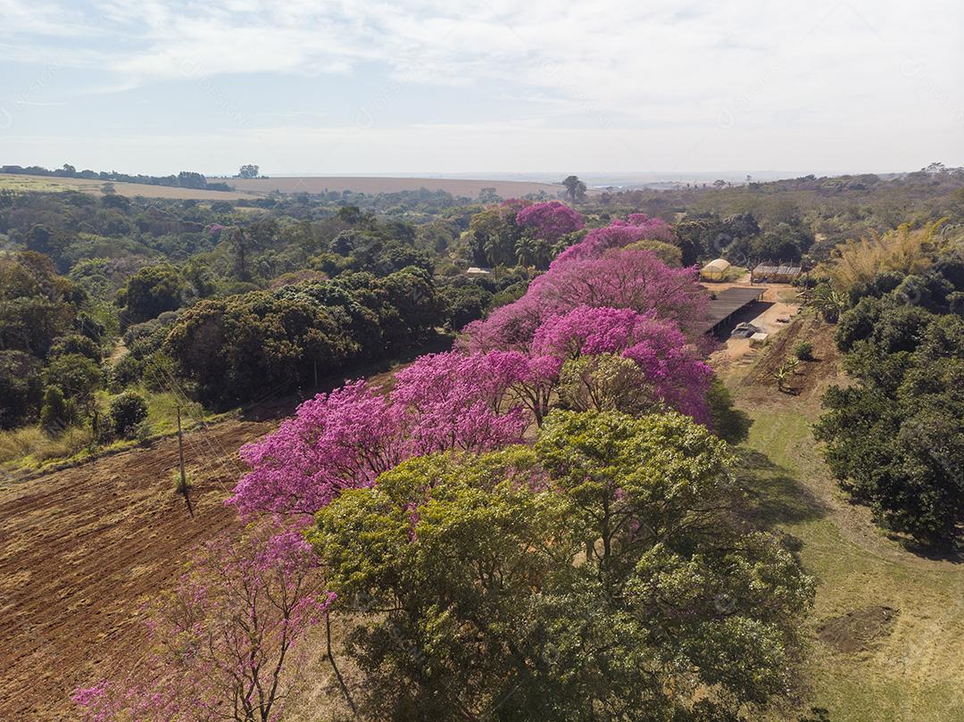 Árvore de Ipê roxo