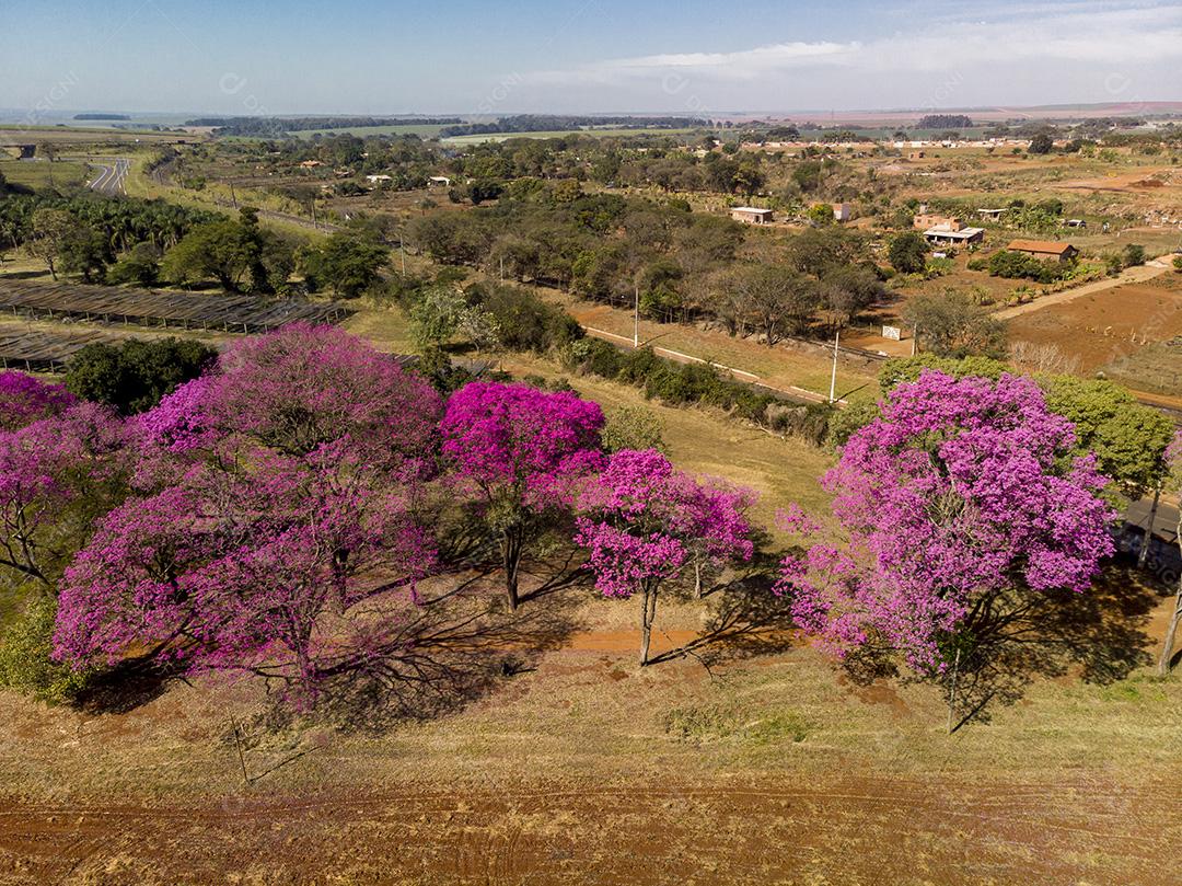 Árvore de Ipê roxo