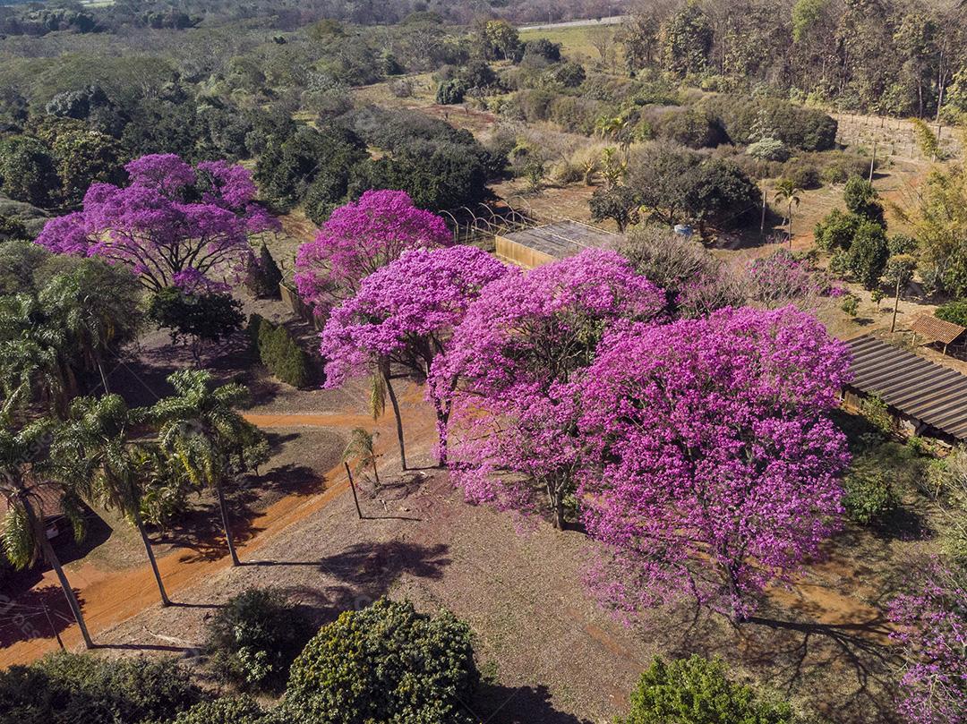 Árvore de Ipê roxo