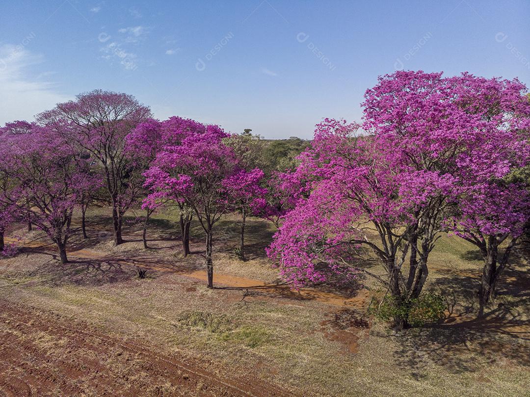 Árvore de Ipê roxo