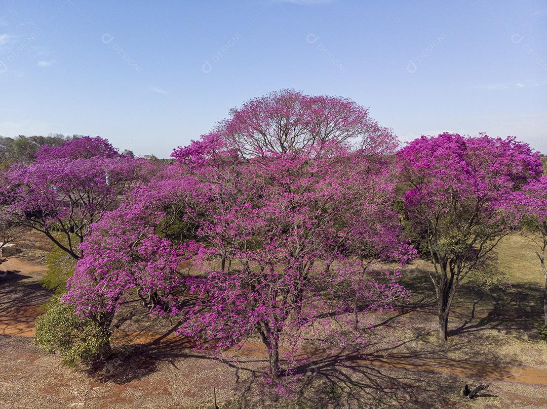 Árvore de Ipê roxo
