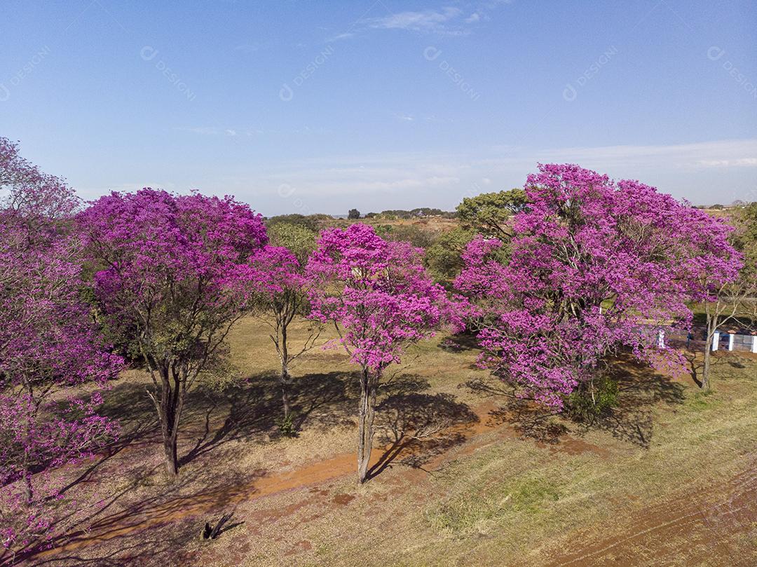 Árvore de Ipê roxo