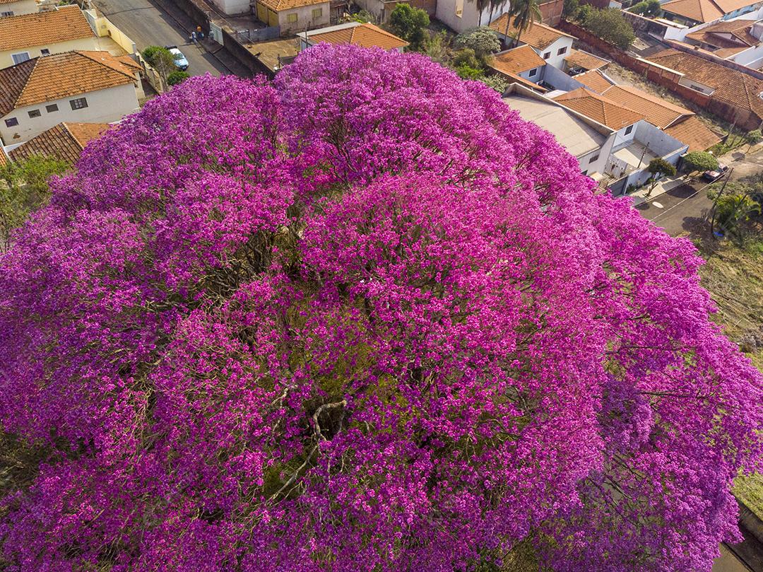 Árvore de Ipê roxo
