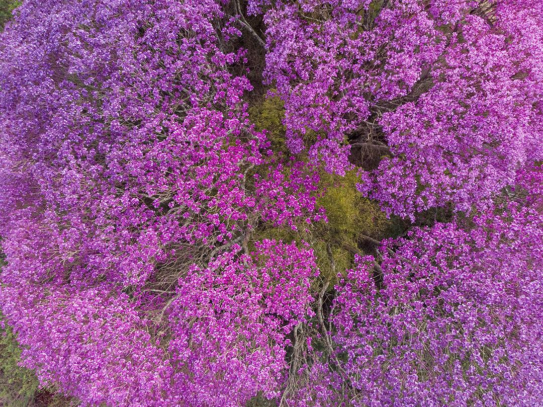 Purple Ipe Tree
