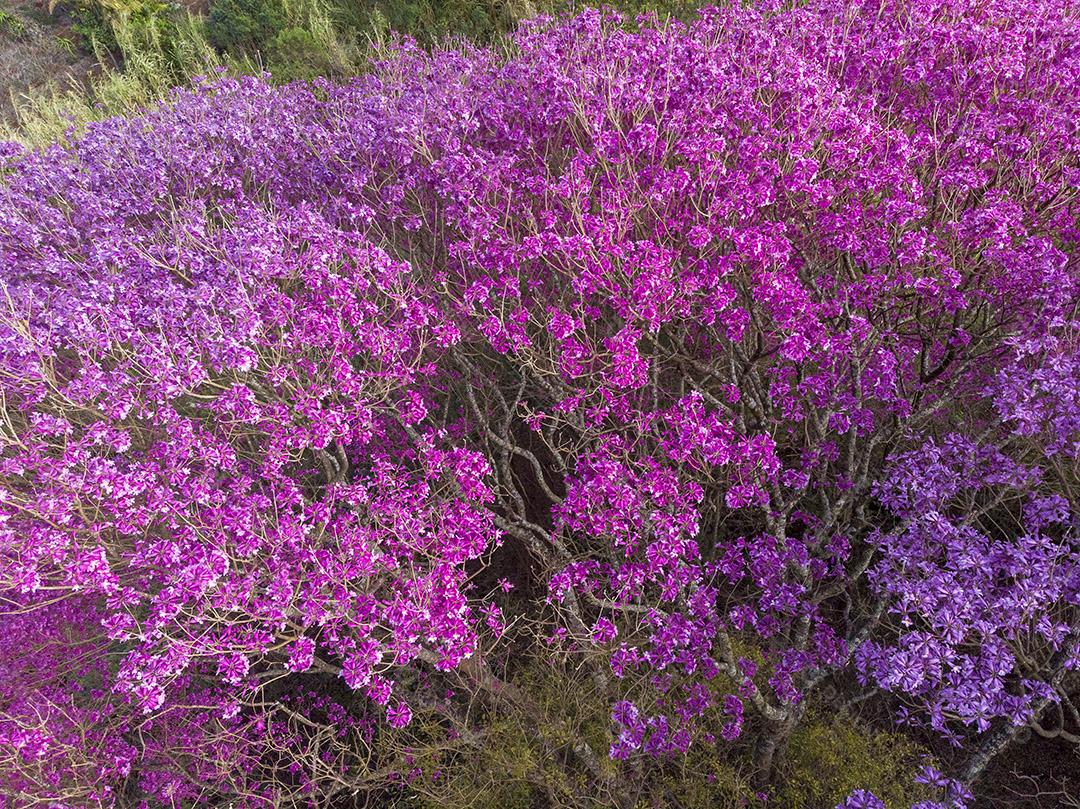 Árvore de Ipê roxo