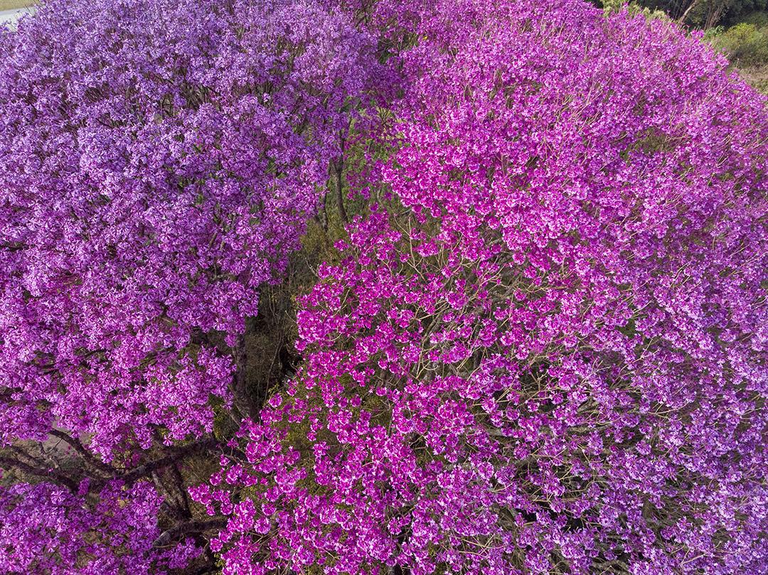 Árvore de Ipê roxo