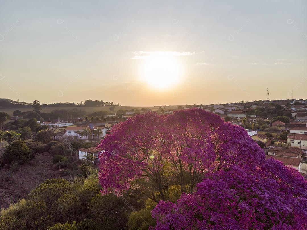 Árvore de Ipê roxo