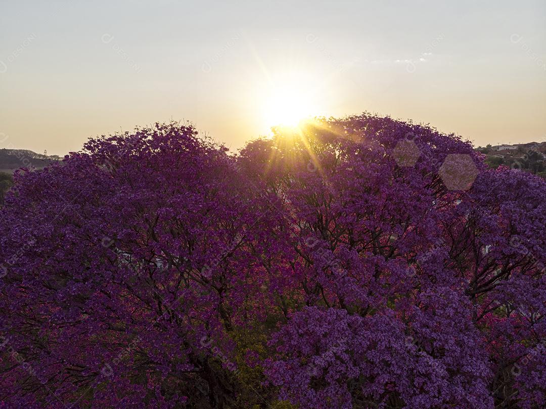 Árvore de Ipê roxo