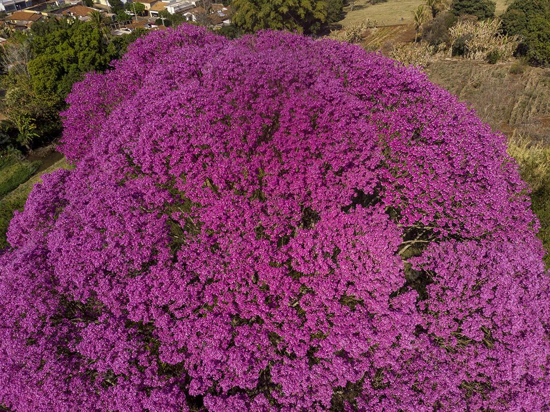 Árvore de Ipê roxo