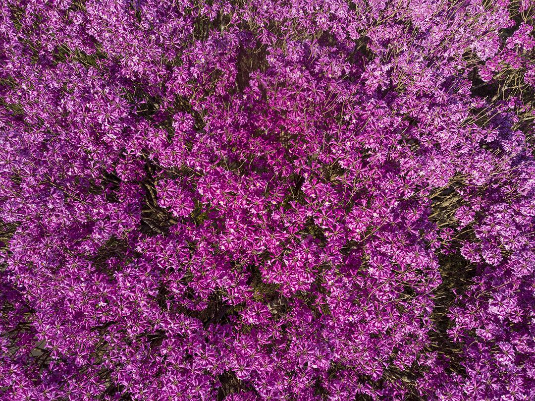 Árvore de Ipê roxo