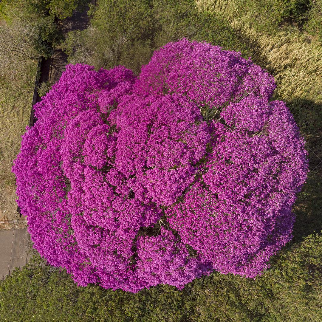 Árvore de Ipê roxo