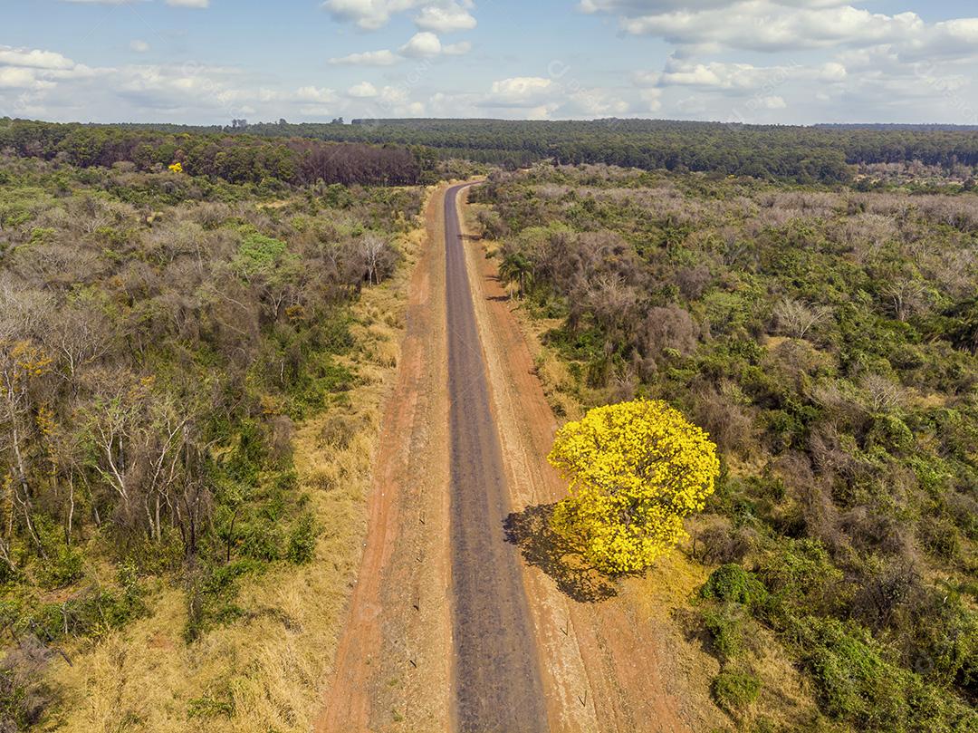 Árvore de Ipê amarelo em estrada