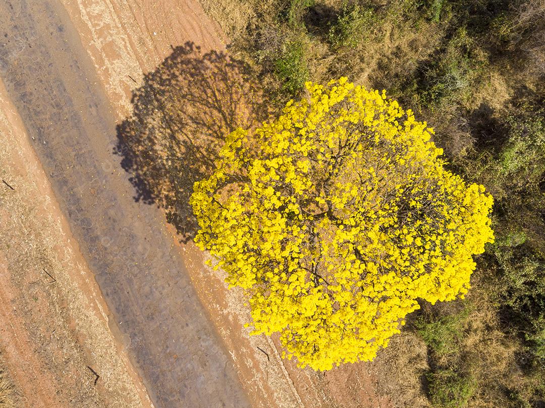Árvore de Ipê amarelo em estrada