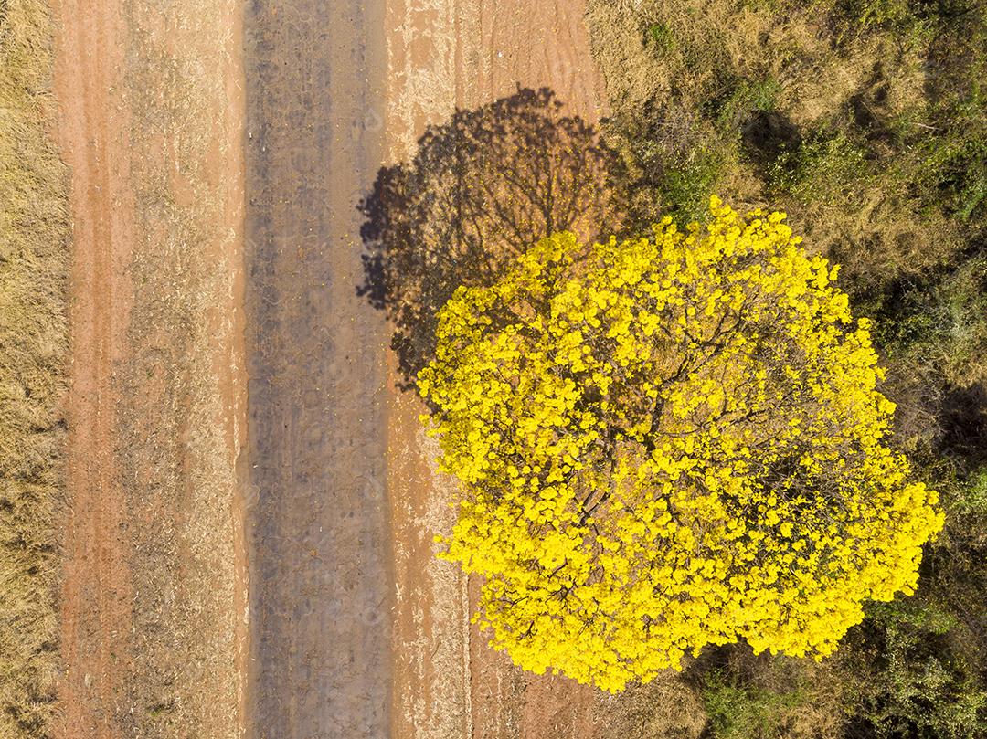 Árvore de Ipê amarelo em estrada