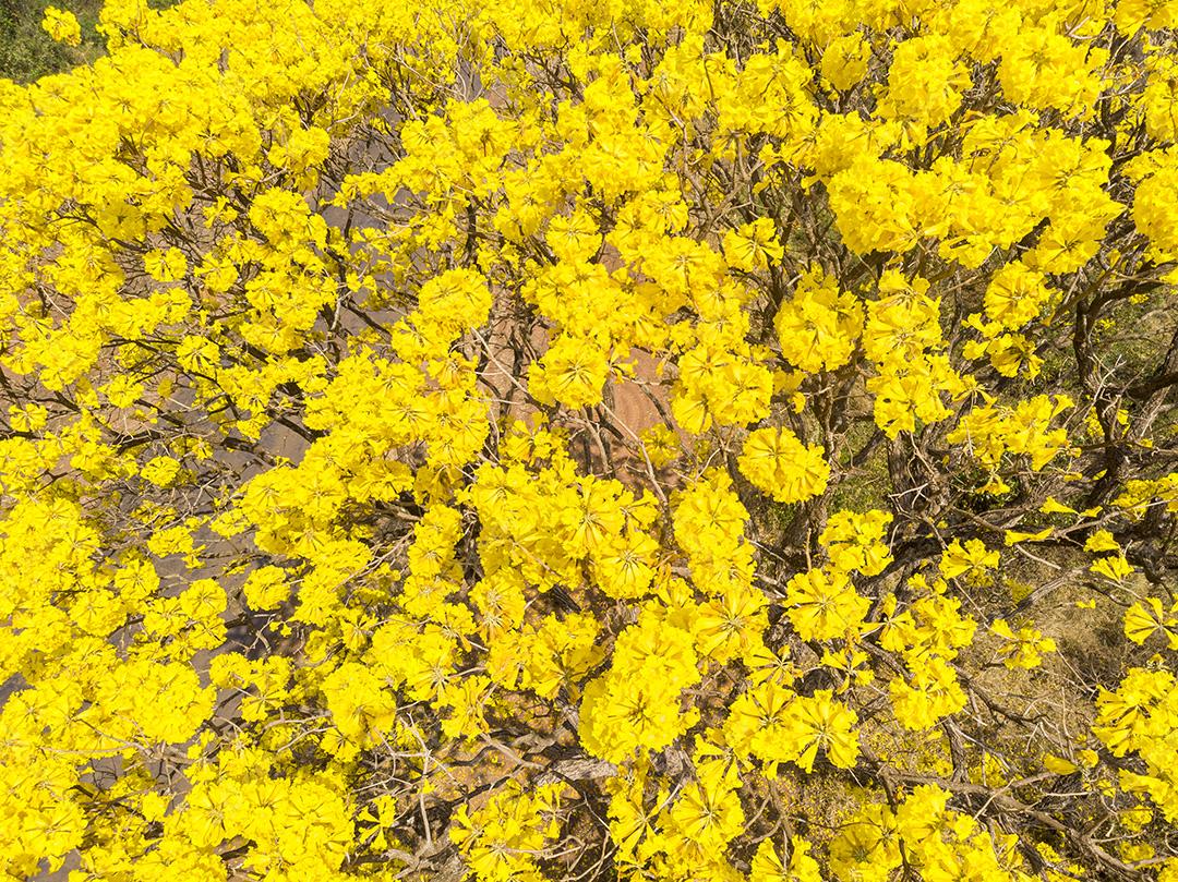 Árvore de Ipê amarelo