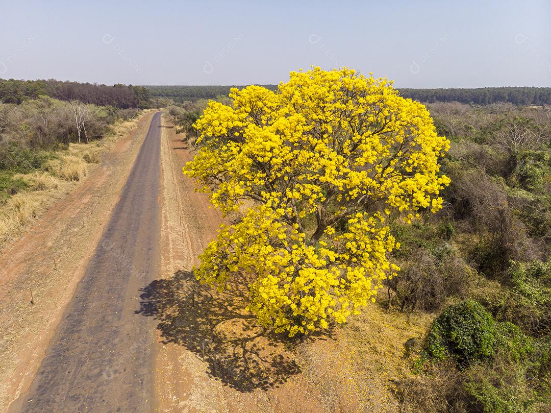 Árvore de Ipê amarelo em estrada