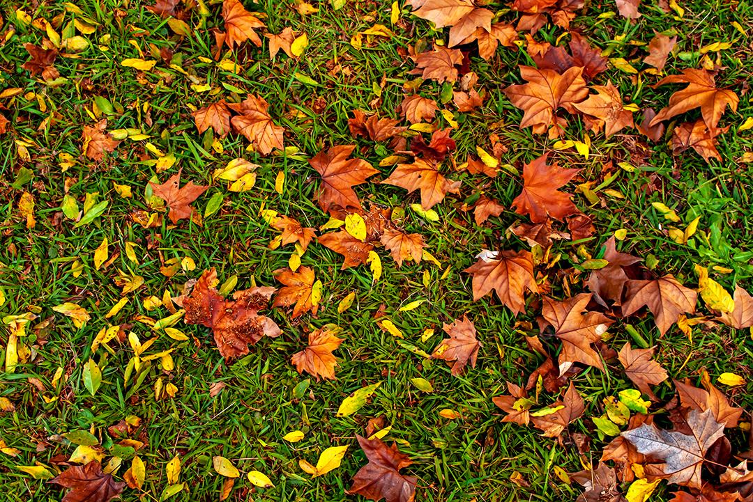 Conceito de outono, folhas secas avermelhadas caindo na grama