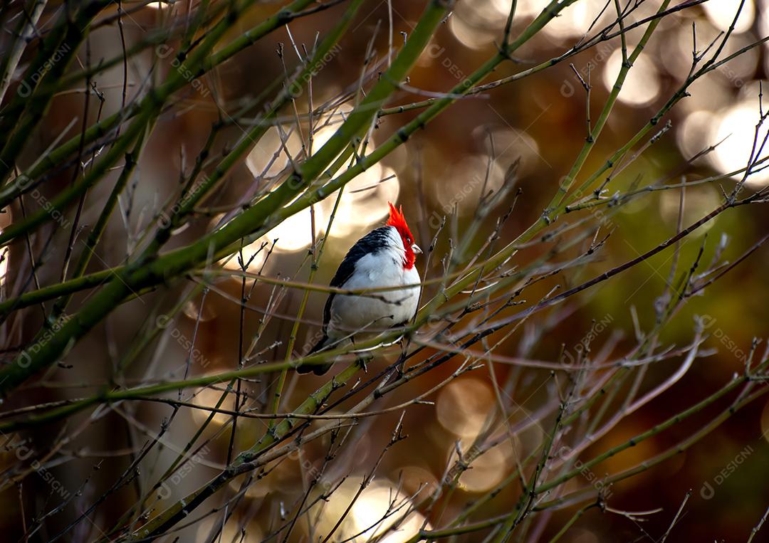 Belo pássaro ruivo, cardeal de crista vermelha (Paroaria coronata)