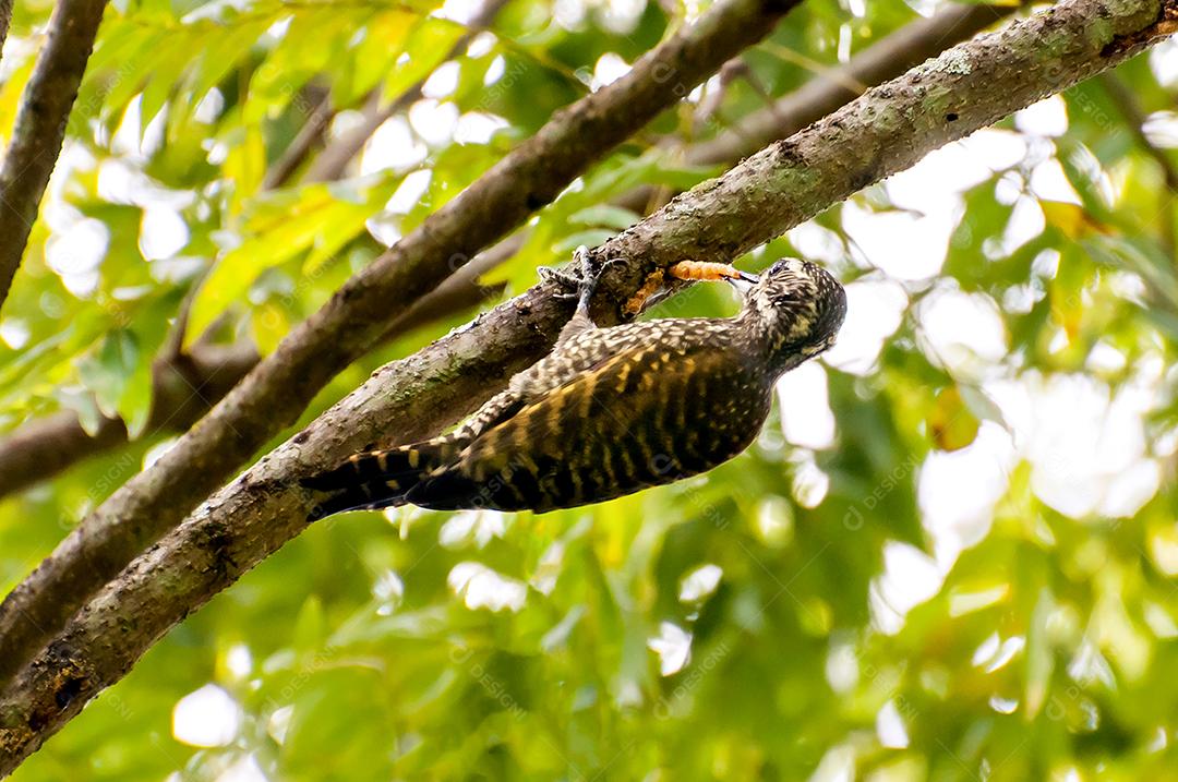 Belo pica-pau de manchas brancas (Veniliornis spilogaster) comendo inseto de tronco de árvore