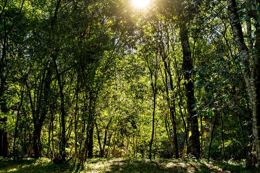 Floresta tropical brasileira, floresta fechada com raios de sol