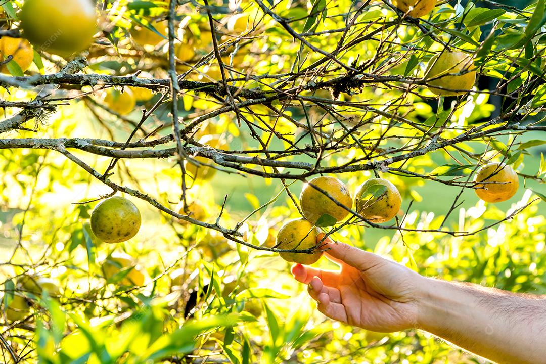 Mão de homem removendo frutas da árvore, árvore de bergamota.