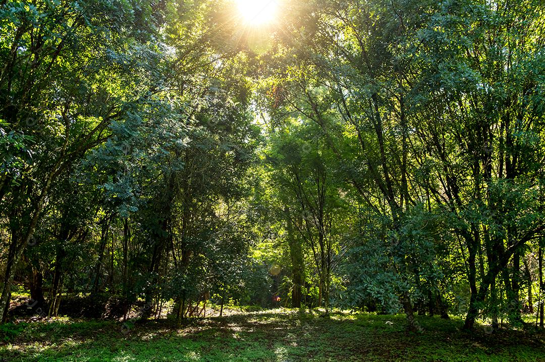 Floresta tropical brasileira, floresta verde fechada com raios de sol.