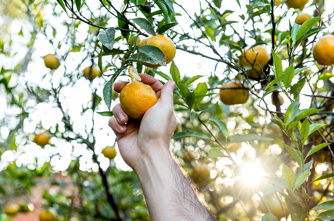 Mão de homem removendo frutas de bergamota da árvore, árvore de bergamota.