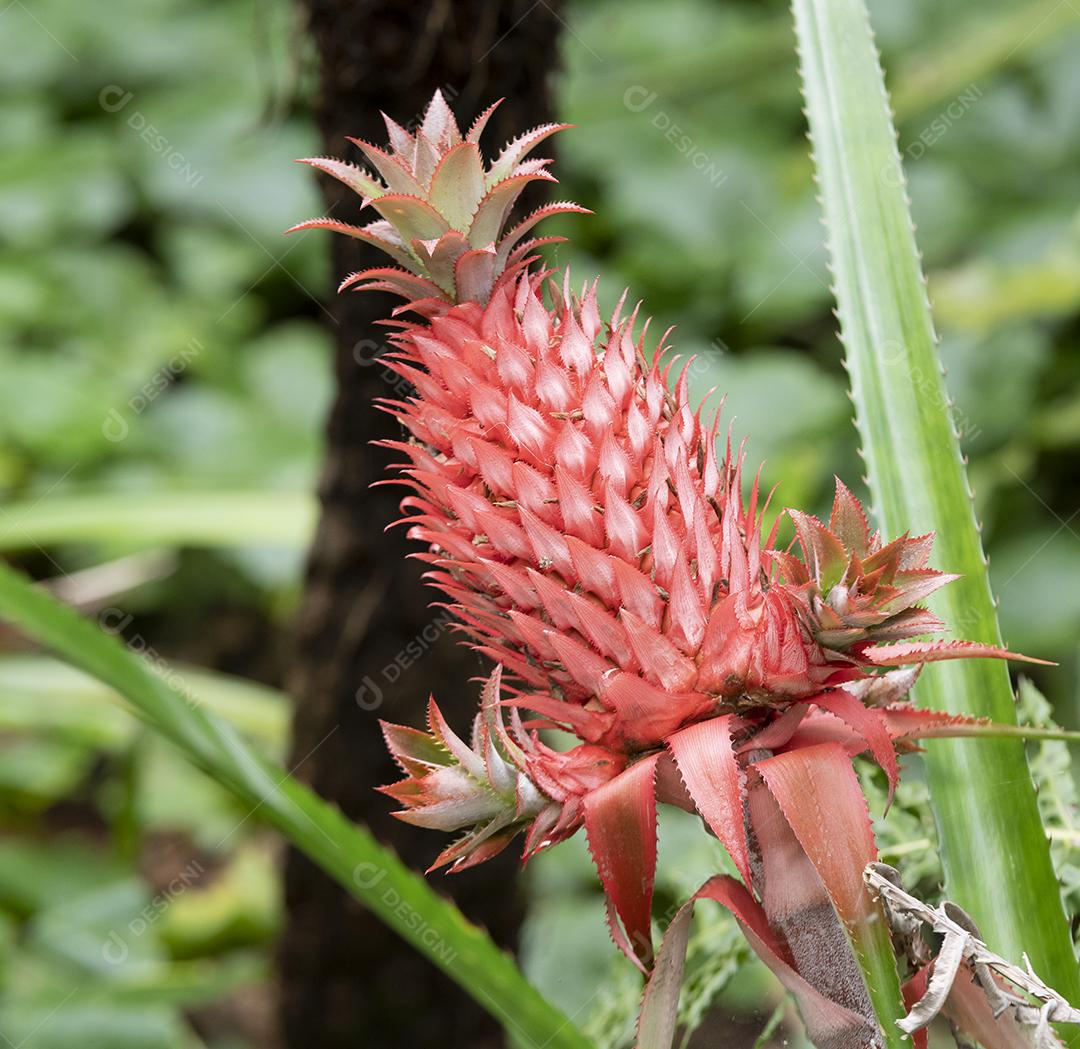 Abacaxi vermelho selvagem em uma floresta tropical na América do Sul