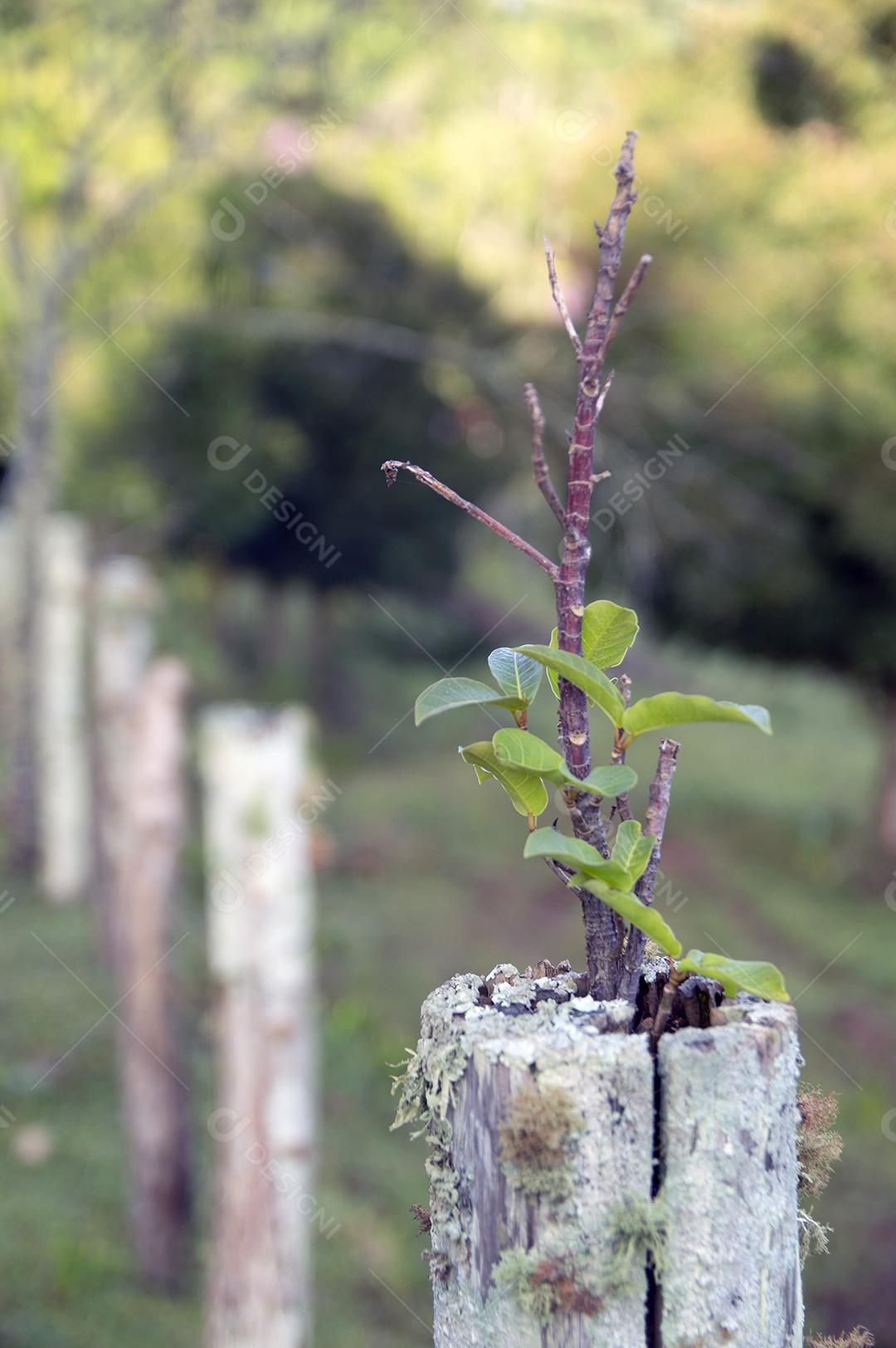 Planta crescendo no topo de uma cerca em uma fazenda