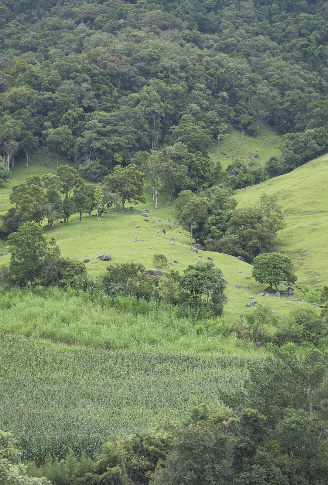 Árvores e plantações no campo em montanhas no brasil