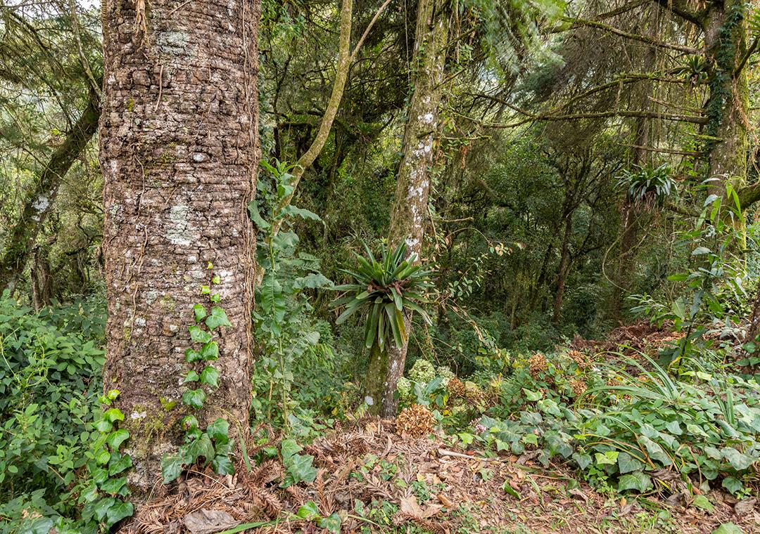 Arvores e plantas em uma floresta tropical no sudeste do Brasil