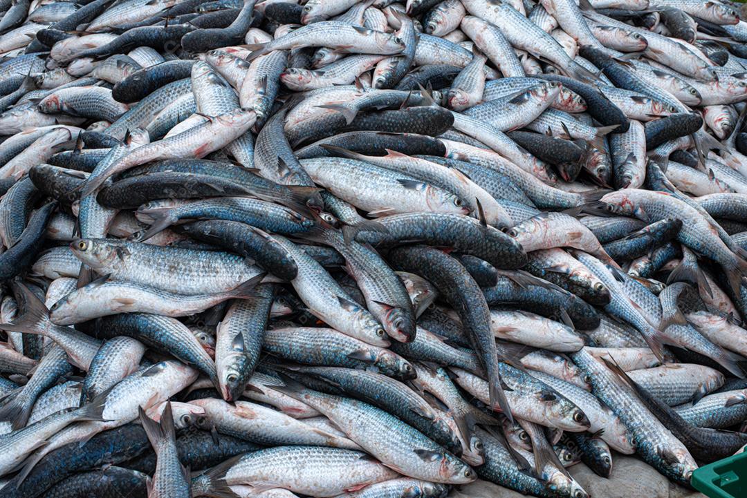 Tainha capturada na temporada de pesca em Florianópolis