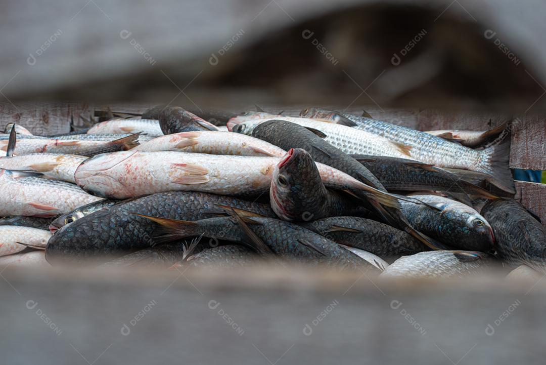 Tainha capturada na temporada de pesca em Florianópolis, muito