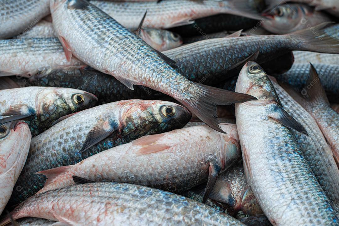 Tainha capturada na temporada de pesca em Florianópolis