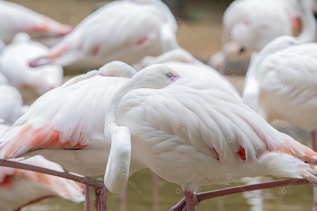 Grupo de flamingos laranja na América do Sul.