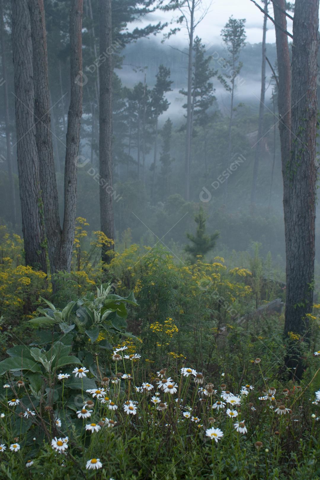 Flores e árvores em uma floresta enevoada em Minas Gerais, Brasil.