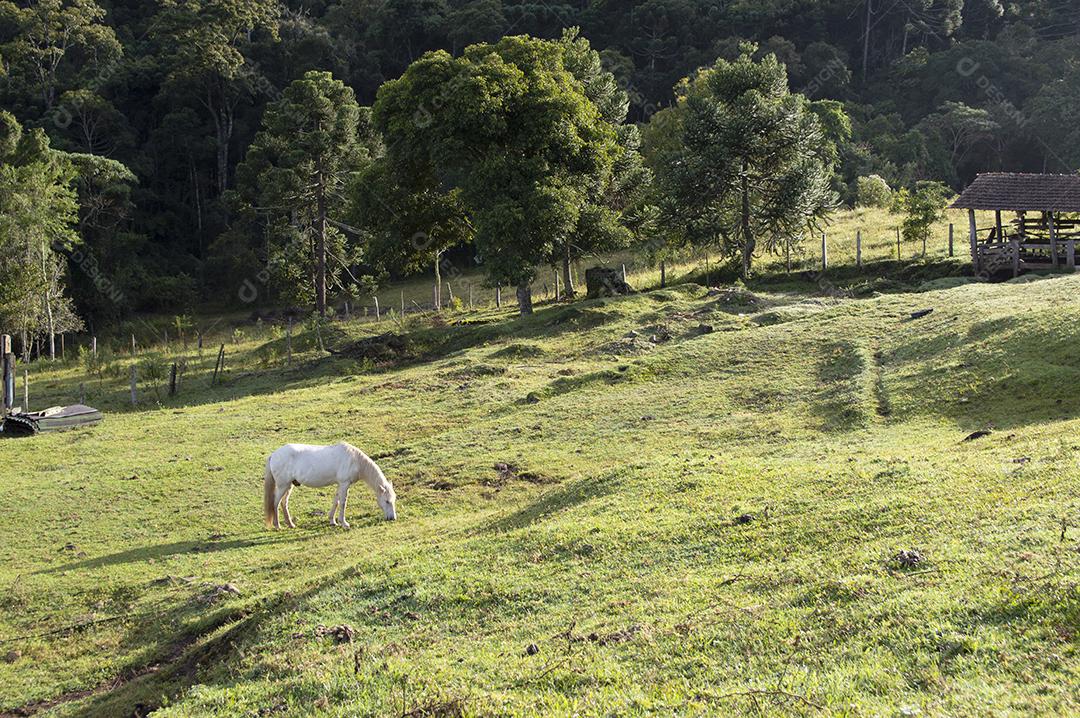 Cavalo branco em uma fazenda perto de uma floresta em Minas Gerais, Brasil.