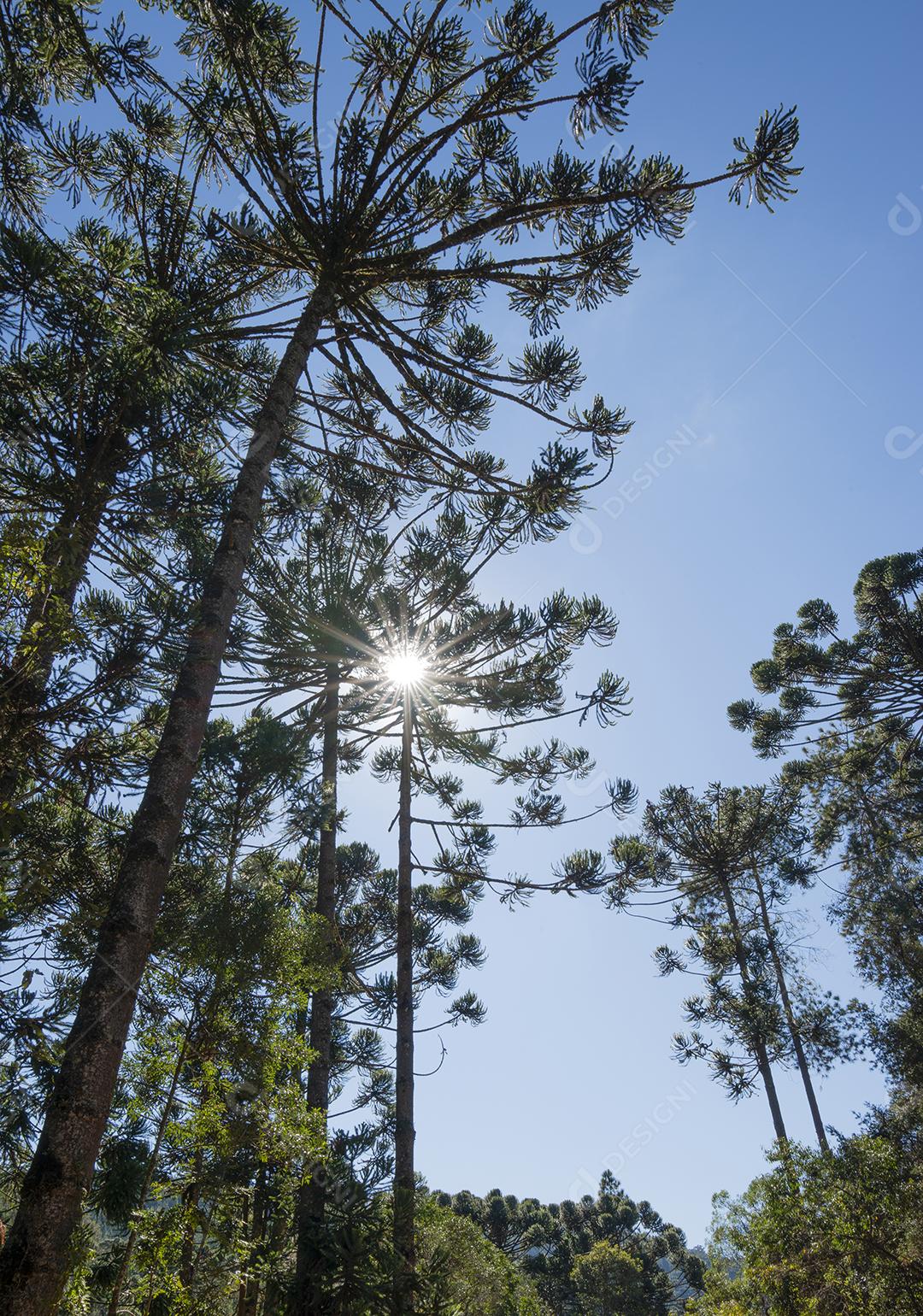 Pinheiros em frente ao sol