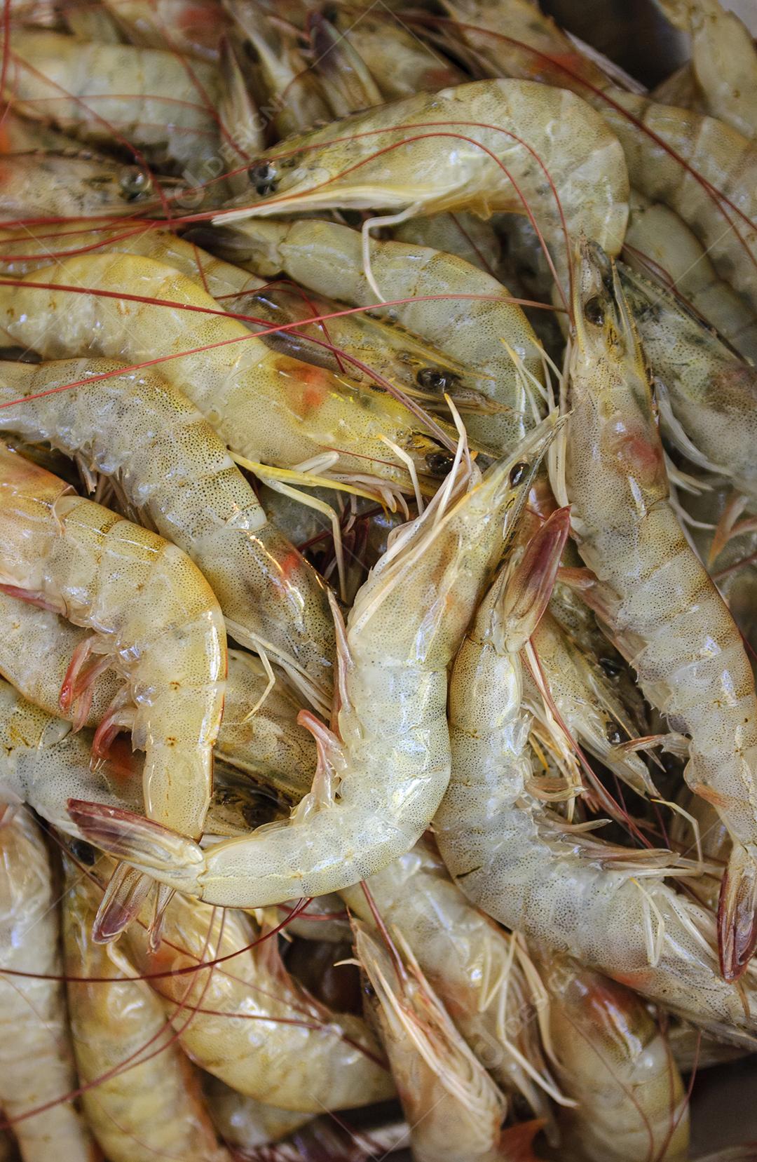 Camarão recém pescado. Fundo.