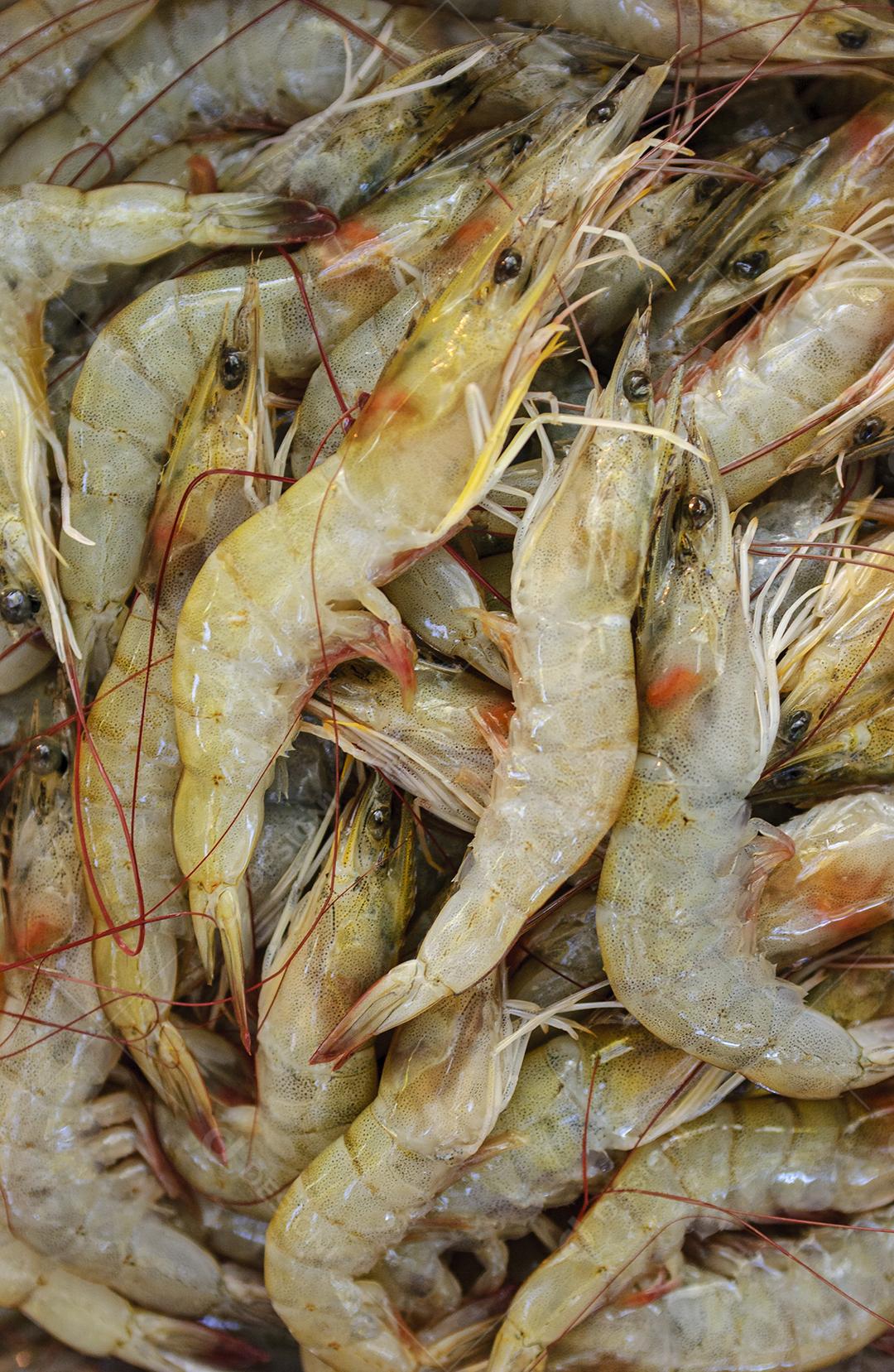 Camarão recém pescado. Fundo.