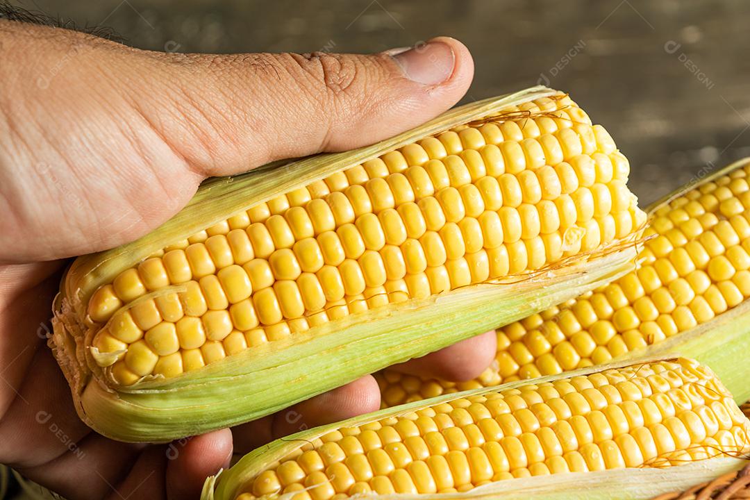 mão masculina pegando um delicioso milho amarelo cru com folha verde e espiga, sobre canudos secos e superfície de madeira