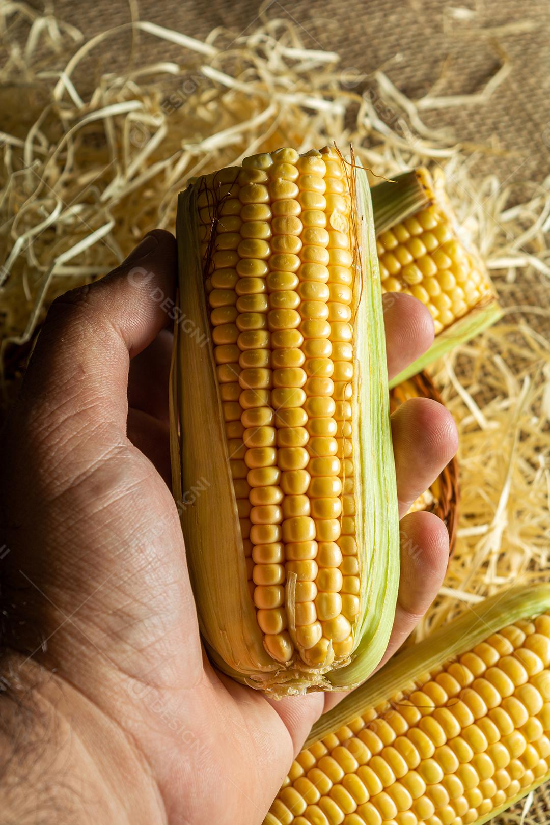 homem ou mão masculina pegando delicioso milho amarelo cru com folha verde e espiga, sobre canudos secos e superfície de madeira