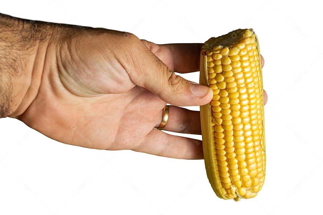 mão masculina pegando um delicioso milho amarelo cru com folha verde e espiga, isolado no fundo branco
