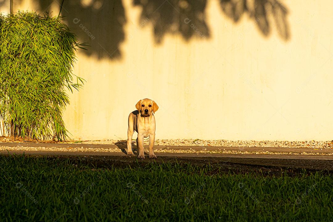 Filhote de labrador brincando em um gramado em pleno pôr do sol