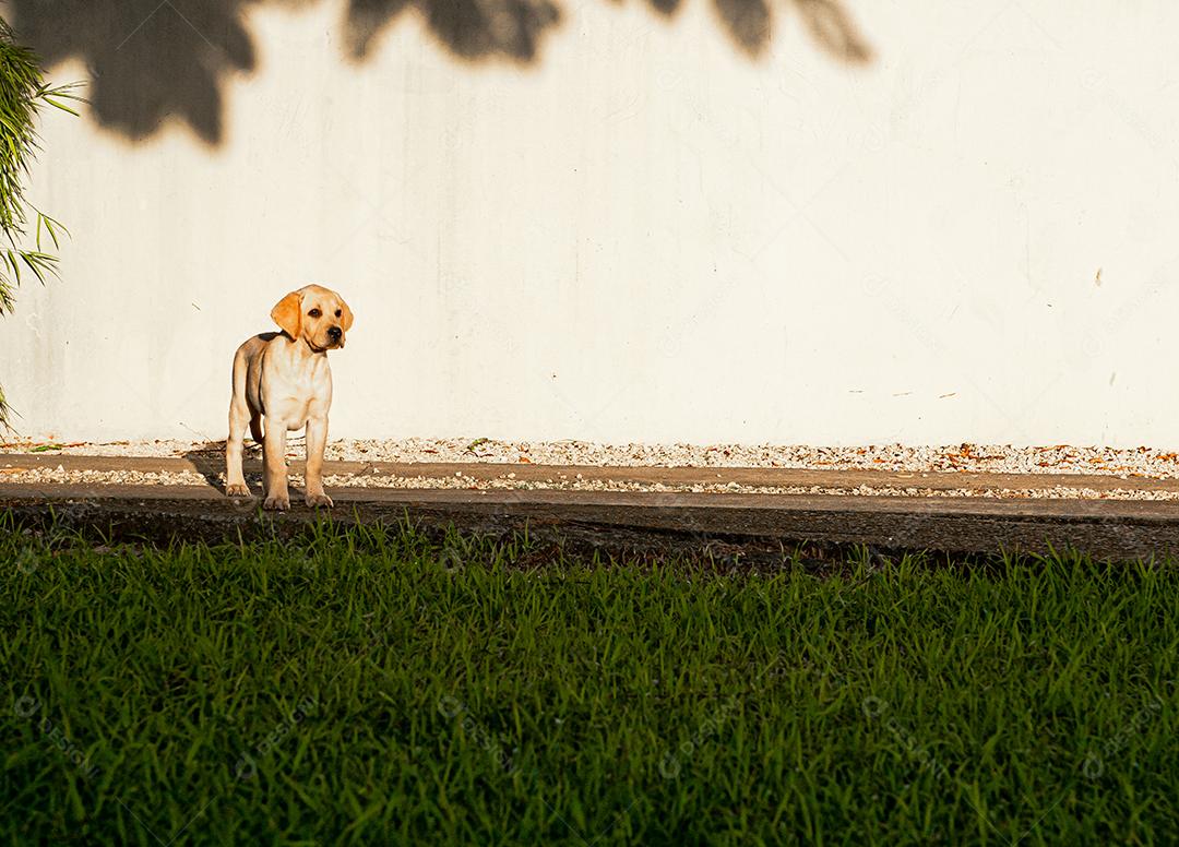 Filhote de labrador brincando em um gramado em pleno pôr do sol