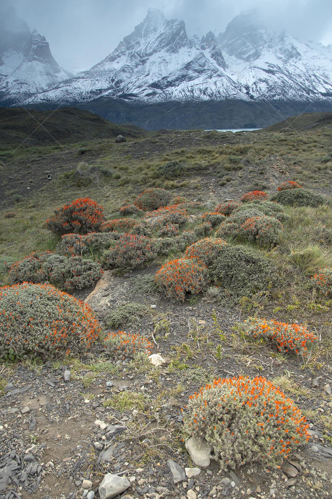 Flores no Parque Nacional Torres del Paine, Chile.